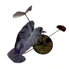 Load image into Gallery viewer, Colocasia, 6in, Royal Hawaiian® Black Coral - Floral Acres Greenhouse & Garden Centre