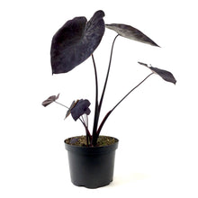Load image into Gallery viewer, Colocasia, 6in, Royal Hawaiian® Black Coral - Floral Acres Greenhouse & Garden Centre