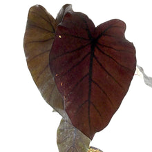Load image into Gallery viewer, Colocasia, 6in, Royal Hawaiian® Kona Coffee - Floral Acres Greenhouse & Garden Centre