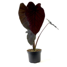 Load image into Gallery viewer, Colocasia, 6in, Royal Hawaiian® Kona Coffee - Floral Acres Greenhouse & Garden Centre