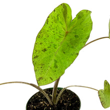 Load image into Gallery viewer, Colocasia, 6in, Mojito - Floral Acres Greenhouse & Garden Centre