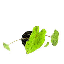 Load image into Gallery viewer, Colocasia, 6in, Mojito - Floral Acres Greenhouse & Garden Centre