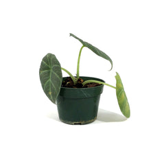 Load image into Gallery viewer, Alocasia, 4in, Maharani