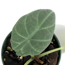 Load image into Gallery viewer, Alocasia, 4in, Maharani
