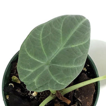 Load image into Gallery viewer, Alocasia, 4in, Maharani
