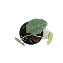 Load image into Gallery viewer, Alocasia, 4in, Maharani