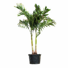 Load image into Gallery viewer, Palm, 24in, Adonidia Double