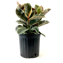 Load image into Gallery viewer, Ficus, 10in, Tineke - Floral Acres Greenhouse & Garden Centre