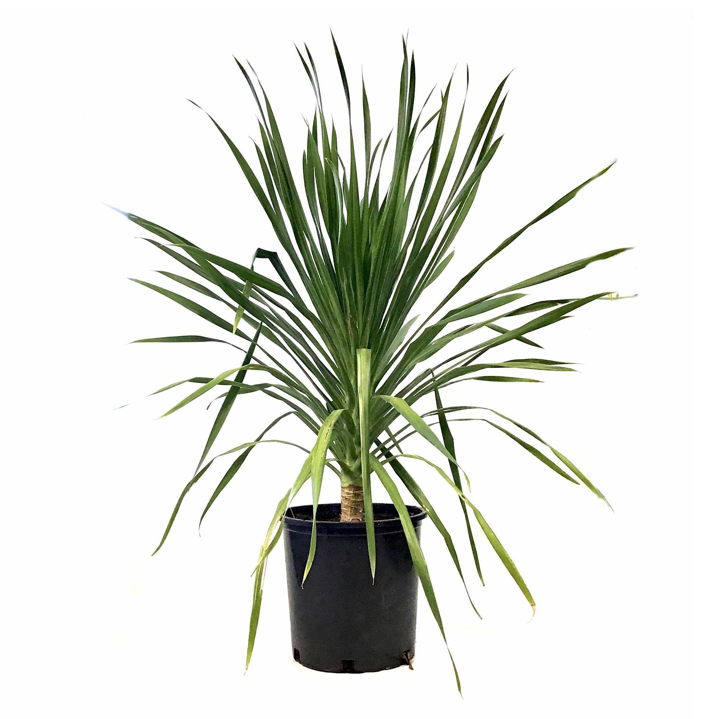 dracaena arborea common name Dracaena, 14in, Arborea – Floral Acres Greenhouse & Garden Centre