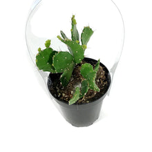 Load image into Gallery viewer, Cactus, 9cm, Argentine Opuntia