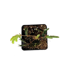 Load image into Gallery viewer, Annual, 2.5in, Sensitive Plant - Floral Acres Greenhouse & Garden Centre