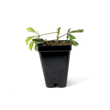 Load image into Gallery viewer, Annual, 2.5in, Sensitive Plant - Floral Acres Greenhouse & Garden Centre