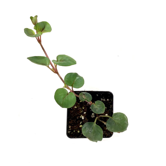 Annual, 2.5in, Lysimachia - Floral Acres Greenhouse & Garden Centre