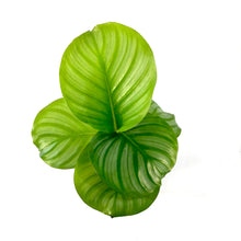 Load image into Gallery viewer, Calathea, 4in, Orbifolia - Floral Acres Greenhouse & Garden Centre