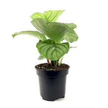 Load image into Gallery viewer, Calathea, 4in, Orbifolia - Floral Acres Greenhouse & Garden Centre