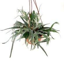 Load image into Gallery viewer, Fern, 12in HB, Dutch Staghorn - Floral Acres Greenhouse & Garden Centre