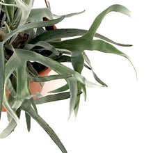 Load image into Gallery viewer, Fern, 12in HB, Dutch Staghorn - Floral Acres Greenhouse & Garden Centre