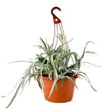 Load image into Gallery viewer, Fern, 12in HB, Dutch Staghorn - Floral Acres Greenhouse & Garden Centre