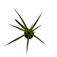 Load image into Gallery viewer, Dracaena, 4in, Marginata Magenta - Floral Acres Greenhouse & Garden Centre