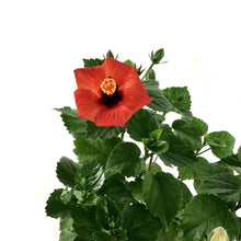 Load image into Gallery viewer, Hibiscus, 6in, Assorted Colours - Floral Acres Greenhouse & Garden Centre
