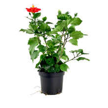 Load image into Gallery viewer, Hibiscus, 6in, Assorted Colours - Floral Acres Greenhouse & Garden Centre