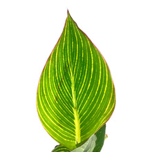 Load image into Gallery viewer, Canna, 5in, Pretoria - Floral Acres Greenhouse & Garden Centre