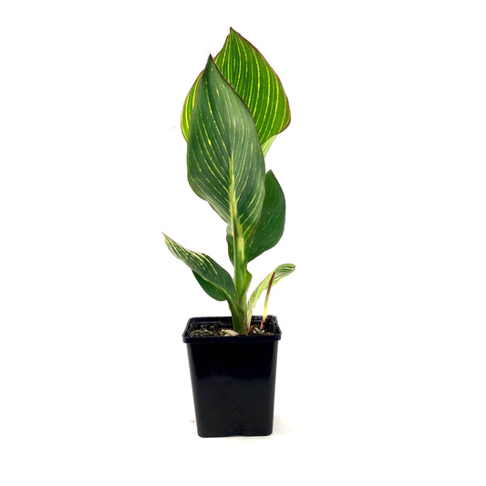 Canna, 5in, Pretoria - Floral Acres Greenhouse & Garden Centre