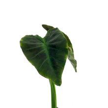 Load image into Gallery viewer, Colocasia, 5in, Coal Miner - Floral Acres Greenhouse & Garden Centre