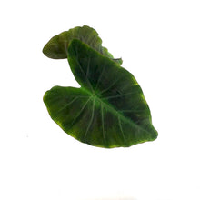 Load image into Gallery viewer, Colocasia, 5in, Coal Miner - Floral Acres Greenhouse &amp; Garden Centre
