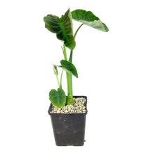 Load image into Gallery viewer, Colocasia, 5in, Coal Miner - Floral Acres Greenhouse & Garden Centre