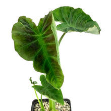 Load image into Gallery viewer, Colocasia, 5in, Coal Miner - Floral Acres Greenhouse & Garden Centre