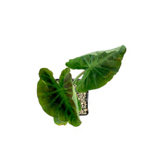 Load image into Gallery viewer, Colocasia, 5in, Coal Miner - Floral Acres Greenhouse & Garden Centre