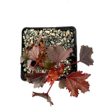 Load image into Gallery viewer, Hibiscus, 5in, Burgundy Aquarius - Floral Acres Greenhouse & Garden Centre