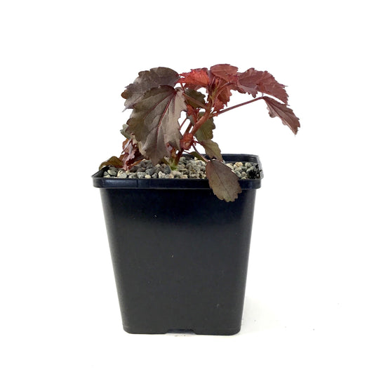 Hibiscus, 5in, Burgundy Aquarius - Floral Acres Greenhouse & Garden Centre