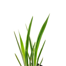 Load image into Gallery viewer, Iris, 5in, Variegated Water - Floral Acres Greenhouse & Garden Centre