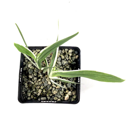 Iris, 5in, Variegated Water - Floral Acres Greenhouse & Garden Centre