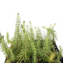 Load image into Gallery viewer, Marestail, 5in - Floral Acres Greenhouse & Garden Centre