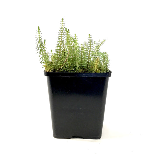 Marestail, 5in - Floral Acres Greenhouse & Garden Centre