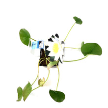 Load image into Gallery viewer, Water Lily, 5in, Albida White - Floral Acres Greenhouse & Garden Centre