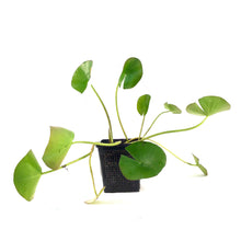 Load image into Gallery viewer, Water Lily, 5in, Albida White - Floral Acres Greenhouse & Garden Centre