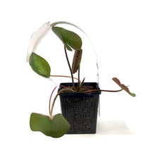 Load image into Gallery viewer, Water Lily, 5in, Perry's Almost Black - Floral Acres Greenhouse & Garden Centre