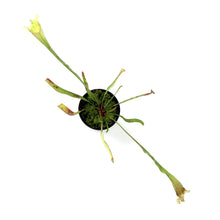 Load image into Gallery viewer, Sarracenia, 3.5in, Velvet - Floral Acres Greenhouse & Garden Centre