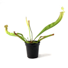 Load image into Gallery viewer, Sarracenia, 3.5in, Velvet - Floral Acres Greenhouse & Garden Centre