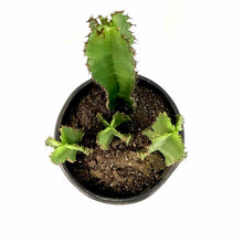 Load image into Gallery viewer, Cactus, 15 gal, African Candelabra - Floral Acres Greenhouse & Garden Centre