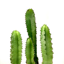 Load image into Gallery viewer, Cactus, 15 gal, African Candelabra - Floral Acres Greenhouse & Garden Centre