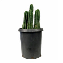 Load image into Gallery viewer, Cactus, 15 gal, Trichocereus Pachanoi San Pedro - Floral Acres Greenhouse & Garden Centre
