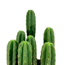 Load image into Gallery viewer, Cactus, 15 gal, Trichocereus Pachanoi San Pedro - Floral Acres Greenhouse & Garden Centre