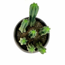 Load image into Gallery viewer, Cactus, 15 gal, Trichocereus Pachanoi San Pedro - Floral Acres Greenhouse & Garden Centre