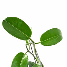 Load image into Gallery viewer, Jasmine, 4in, Madagascar Hoop - Floral Acres Greenhouse & Garden Centre