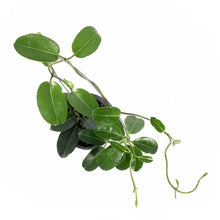 Load image into Gallery viewer, Jasmine, 4in, Madagascar Hoop - Floral Acres Greenhouse & Garden Centre